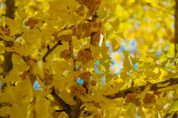 大野高校の銀杏