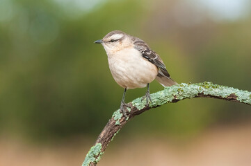 White banded mokingbird in Calden Forest environment, Patagonia forest, Argentina.