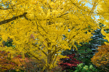 Obraz premium 大野高校の銀杏