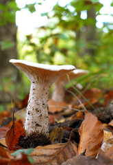 Mushrooms Forest Light Green Growing