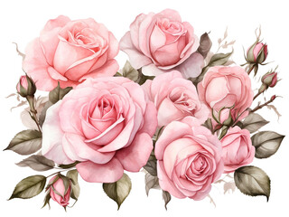Watercolor bouquet of pink pastel roses. Flowers element for decoration. 