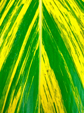 close up image of green and yellow stripes foliage of variegated shell ginger or Alpinia zerumbet