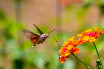 Hummingbird hawk-moth hovering over a flower (Macroglossum stellatarum)