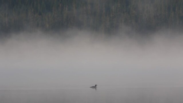 Plongeon huard sur le lac dans la for&ecirc;t. Matin de brouillard