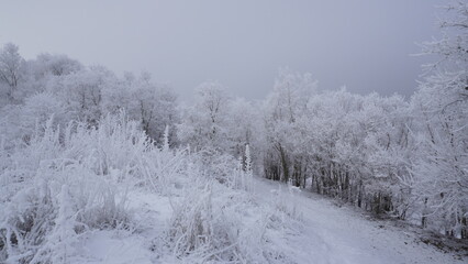 CENCELLADA EN LAGUNA DE DUERO ,VALLADOLID CASTILLA Y LEÓN,ESPAÑA