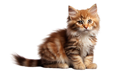 Funny striped kitten sitting and smiling isolated on transparent