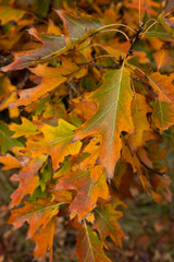 Nature background with close up of oak leaves