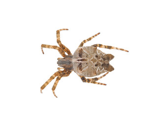 Brown tropical tent-web spider isolated on white background, Cyrtophora citricola