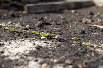 Growing lettuce in you house 