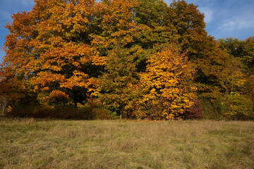 Autumn trees in city park with yellow leaves nature outdoor