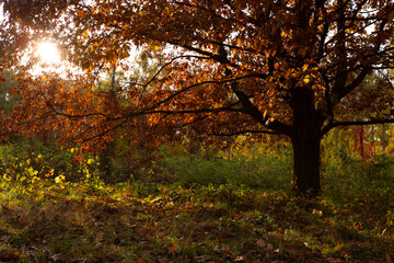 Autumn oak tree with dry brown leaves nature and sun rays