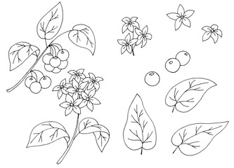 Nightshade plant graphic black white isolated sketch illustration vector