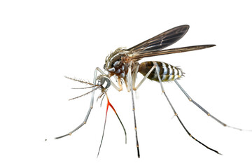 Detailed Mosquito View Isolated On Transparent Background.