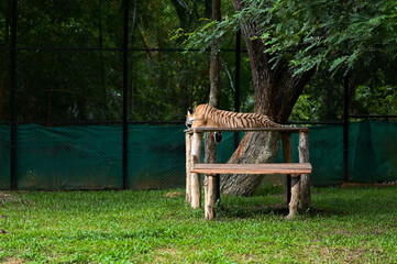 A tiger sleeping a bench  from Bennarghatta National Park, Bangalore