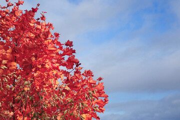 Autumn Natural Background. Red maple leaves among blue sky. Idyllic fall weather landscape. Abstract trendy earth tones. Esthetic video backdrop. Minimal style. symbol as a seasonal themed concept.