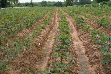 Fototapeta na wymiar Planting cassava