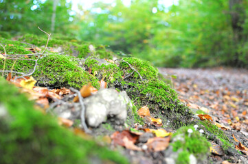 Nature Forest Green Moss Autumn
