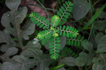 The meniran plant, Phyllanthus urinaria, is one of the herbal plants that can be used as an alternative medicine