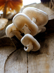 Mushroom Wood Forest Nature Autumn 