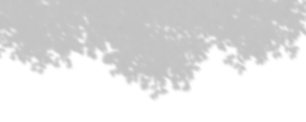 Obraz premium Shadow sunshade trees leaves top composition cutout transparent backgrounds 3d rendering png
