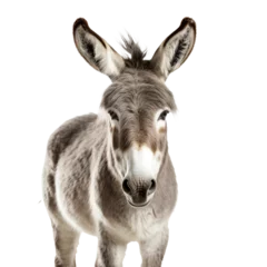 Gordijnen a donkey standing on a black background © Iurie