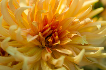 Close up einer gelben aufgeblühten Dahlie