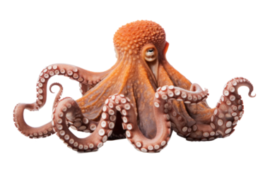 Pulpo en fondo transparente.