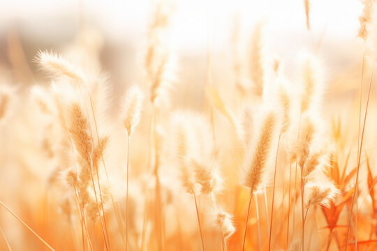 Imagen de un campo de trigo al atardecer.