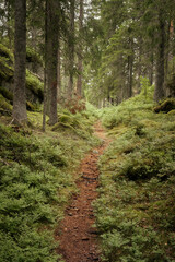 path in the woods