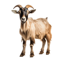 a goat with horns standing on a black background