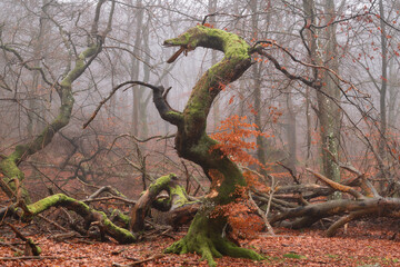 The Dragon Tree