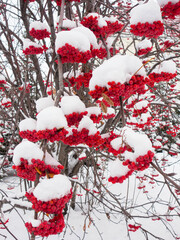 Red rowan in the snow