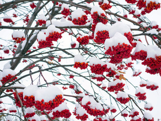 Red rowan in the snow