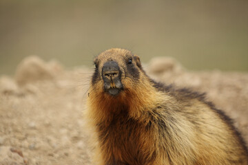 Wild Brown Marmot found at Deosai National Park of Skardu in Gilgit Baltistan, Pakistan.