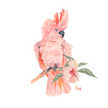 Watercolor pink cockatoo with hibiscus flower