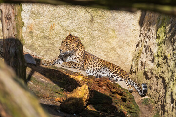 Ceylon Leopard - Panthera pardus kotiya hiding from the sun