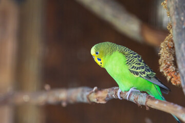 A small colorful budgerigar parrot sits on a tree branch.