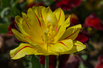 Aufgeblühte gelbe Tulpe 