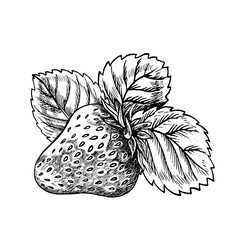 Strawberry, hand drawn black and white graphic vector illustration. Isolated on a white background. For labels, printed materials. For designer packaging, banners and menus, cards, textiles and poster