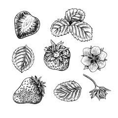 Set of strawberries, berries, leaves and flower, hand drawn black and white graphic vector illustration. Isolated on a white background. For packaging, labels, banners and menus, textiles and posters.