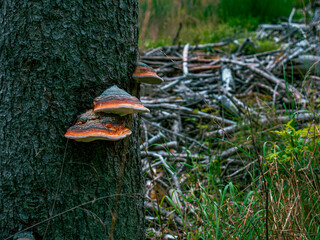 A close-up of German mushrooms in the forest