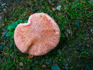 A close-up of German mushrooms in the forest
