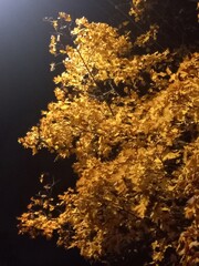 golden autumn tree