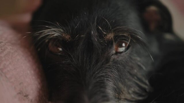 Smiling happy dog face lying down and yawning, licks, looks attentively. Adorable black dog puppy with beard. Yagterrier. Sweet pet animal dog eyes