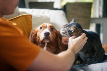 Man sitting on sofa with domestic animals. Pet owner stroking his old cat and dog together. - obrazy, fototapety, plakaty