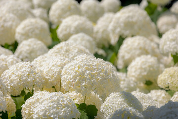 Selective focus bushes of Hydrangea Arborescens flower in the garden, White hortensia or Smooth...