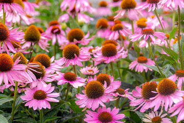 Fototapeta premium Selective focus of purple pink flower with green leaves in the garden, Echinacea commonly called coneflowers is a genus of herbaceous flowering plants in the daisy family, Nature floral background.