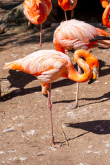 Flock of Pink Caribbean flamingos in a zoo for public viewing