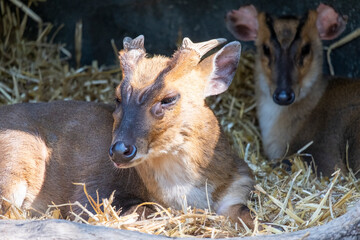 Portrait of a muntiacus reevesi reeves's muntjac deer. Close up