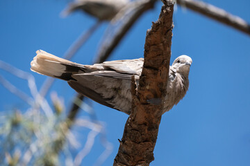 Turtledove, Collared-Dove , Streptopelia decaocto sits on a stone.